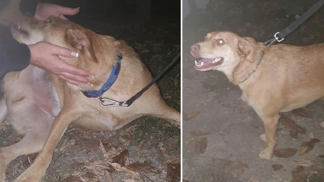 Pronađen Žile, pas tragično nastradale Marije Čajetinac iz Trstenika!