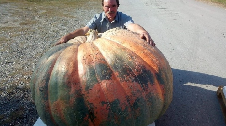 Bundeva od 420 kilograma "pobednica" festivala u Hrvatskoj