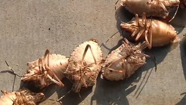 U kuću u Opovu ušle stotine smrdibuba! Prozori i zidovi od njih se gotovo nisu videli