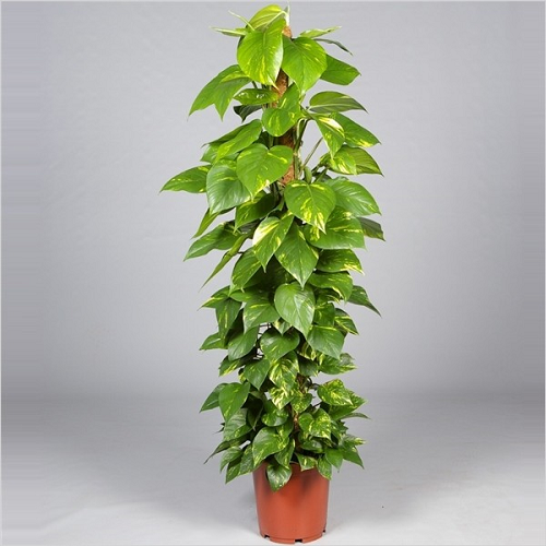 Tri najbolje biljke za svaki dom