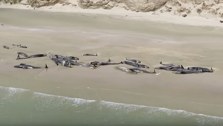 Više od 140 kitova se nasukalo na Novom Zelandu i uginulo (VIDEO)