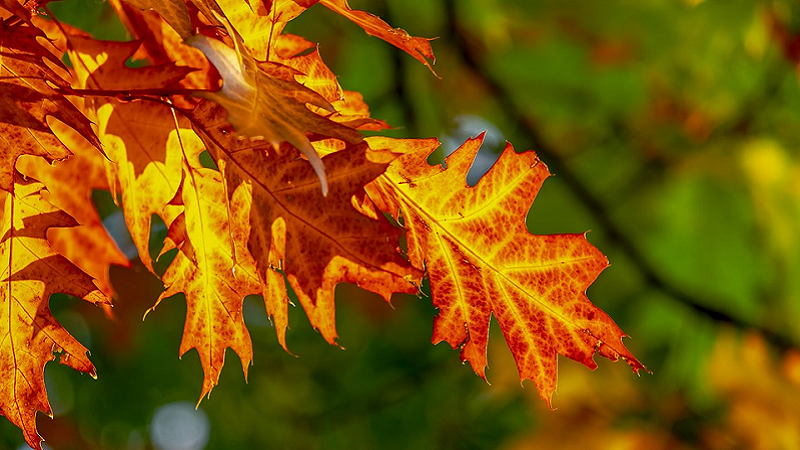 U Srbiji sutra pretežno sunčano i toplo vreme