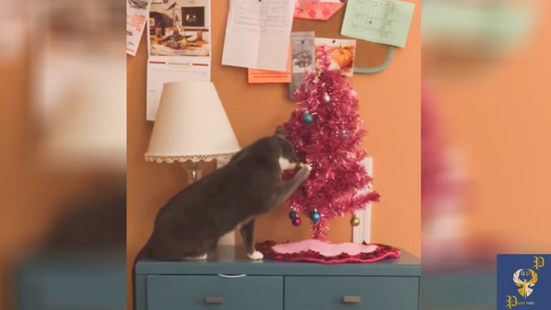 Komični susreti mačaka sa novogodišnjom jelkom (VIDEO)