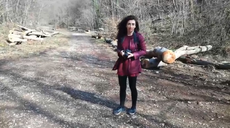 Novi ekološki genocid nad Fruškom gorom! Ponovo seča zdravog drveća!