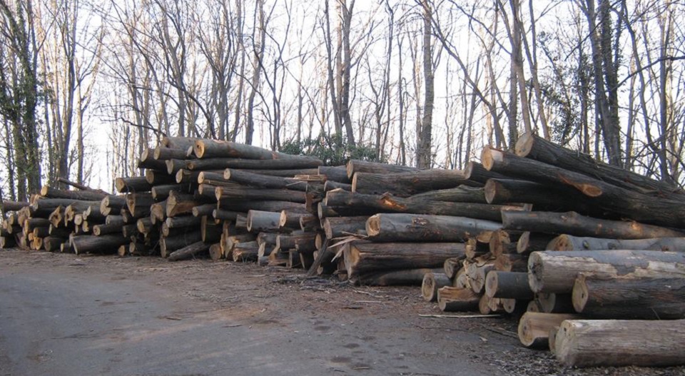 JP "Nacionalni park Fruška gora" u operaciji "Milosrdni anđeo": Otmi, uništi, satri i zgrabi sve što možeš - sad ili nikad.