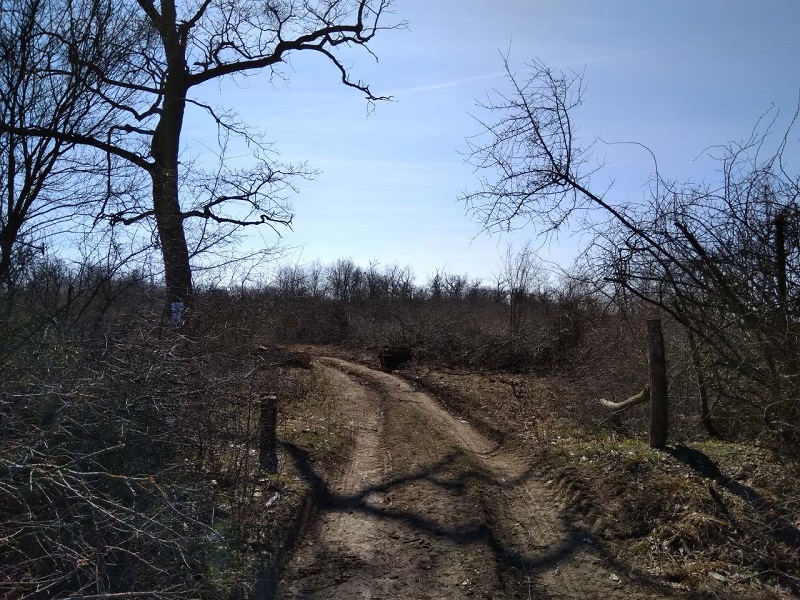 Hektari šume posečeni u Beogradu! Građani u strahu od zagađenja koje proizvodi Termoelektrana  u Obrenovcu