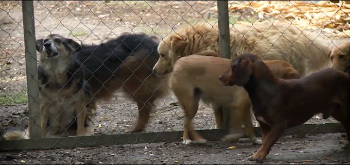Više od stotinu životinja iz azila kod Novog Sada čeka udomljenje, nakon smrti čoveka koji se o njima brinuo