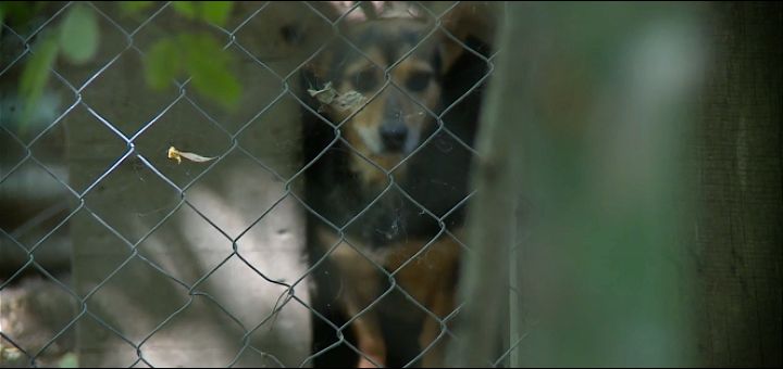 Više od stotinu životinja iz azila kod Novog Sada čeka udomljenje, nakon smrti čoveka koji se o njima brinuo